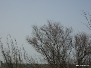 lle del Simeto-24-02-2013 10-12-10